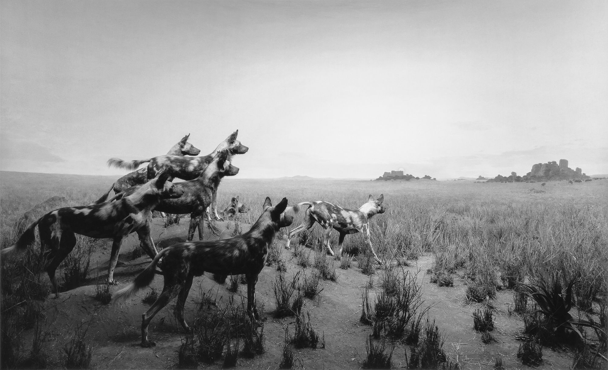 O fotógrafo que passou 50 anos ressuscitando um museu