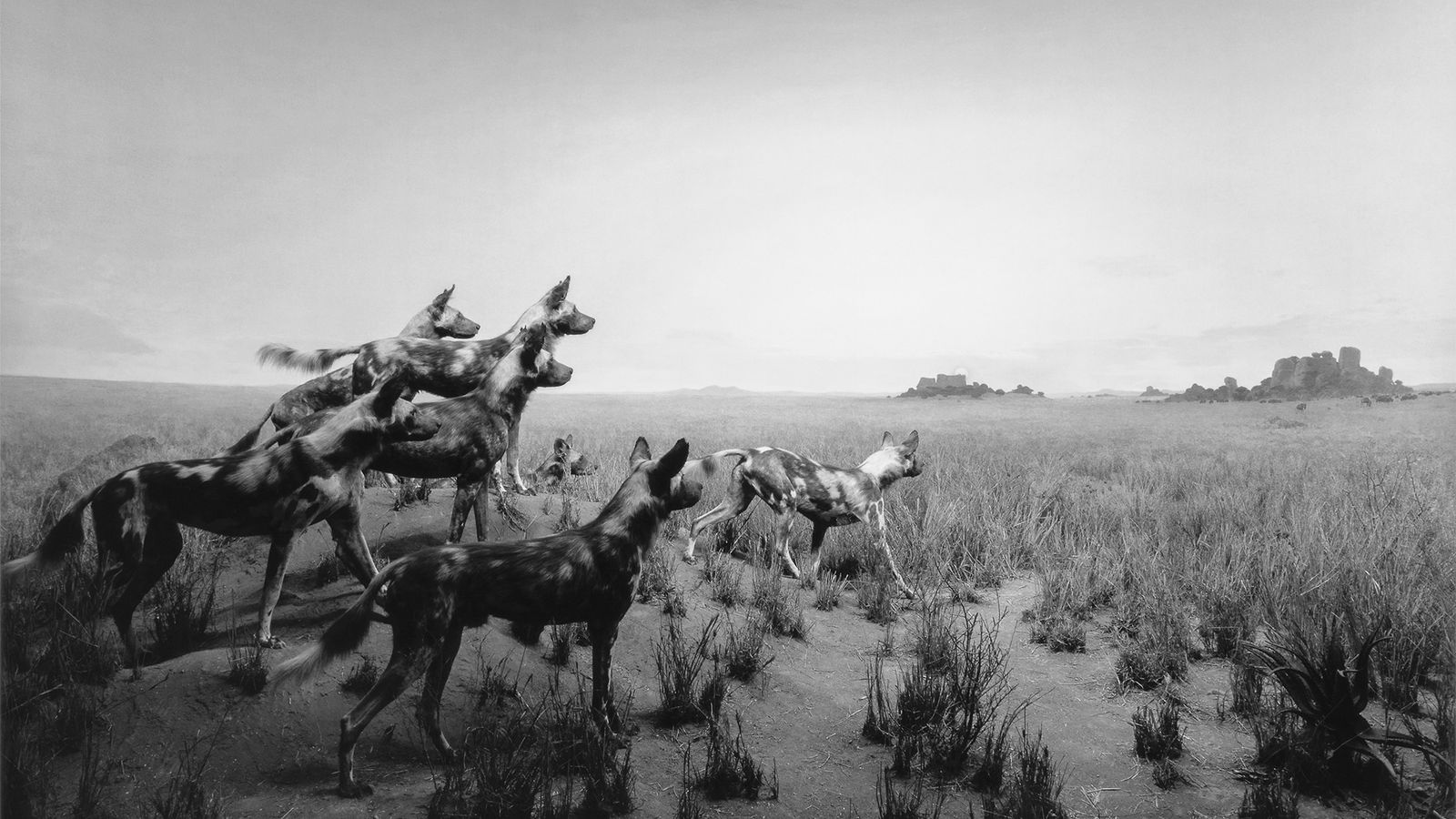 O fotógrafo que passou 50 anos ressuscitando um museu