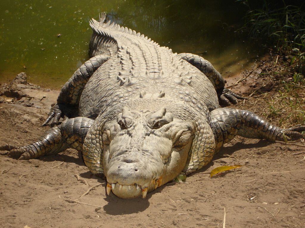 Austrália: Rios com crocodilos e correntes desafiam remo olímpico