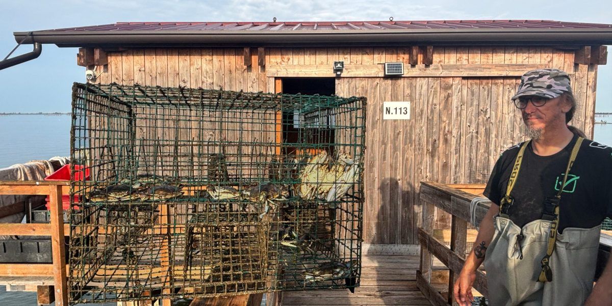 Itália transforma o caranguejo-praga em negócio de €20 milhões