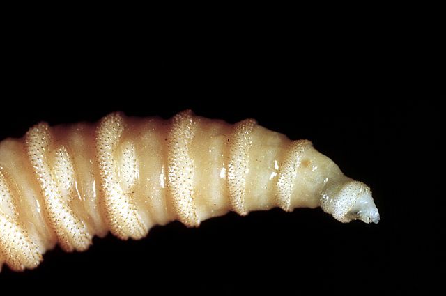 Screwworms reaparecem nos EUA e colocam pecuária texana em alerta