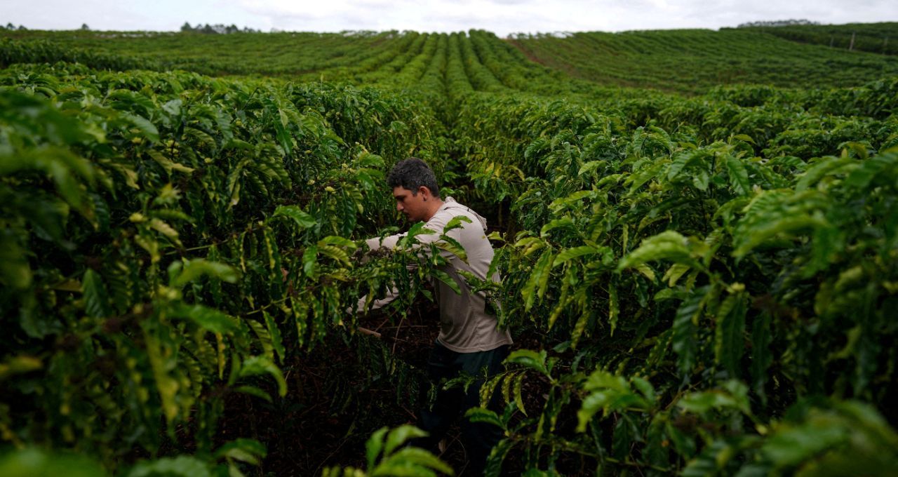 Safra de café do Brasil deve atingir recorde de 71,9 milhões de sacas em 2026
