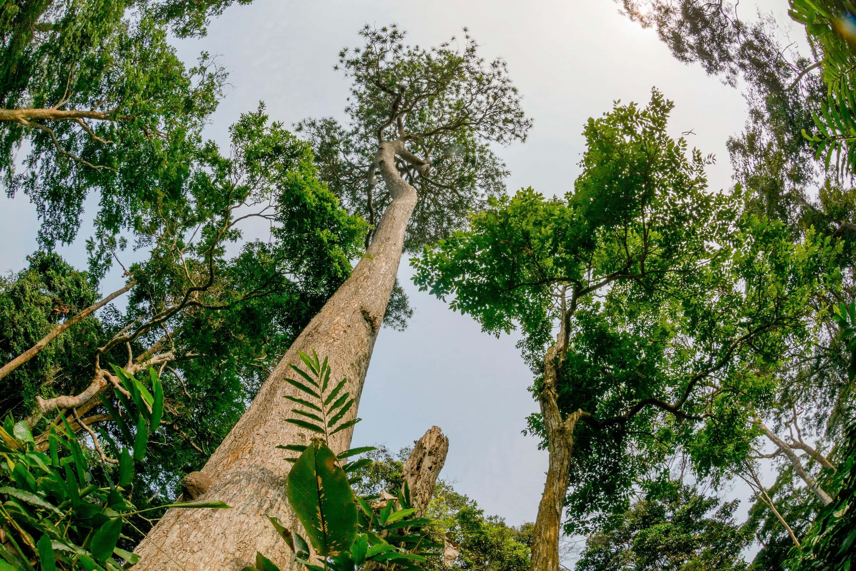 Metas de Biodiversidade da ONU: Progresso Lento para 2030
