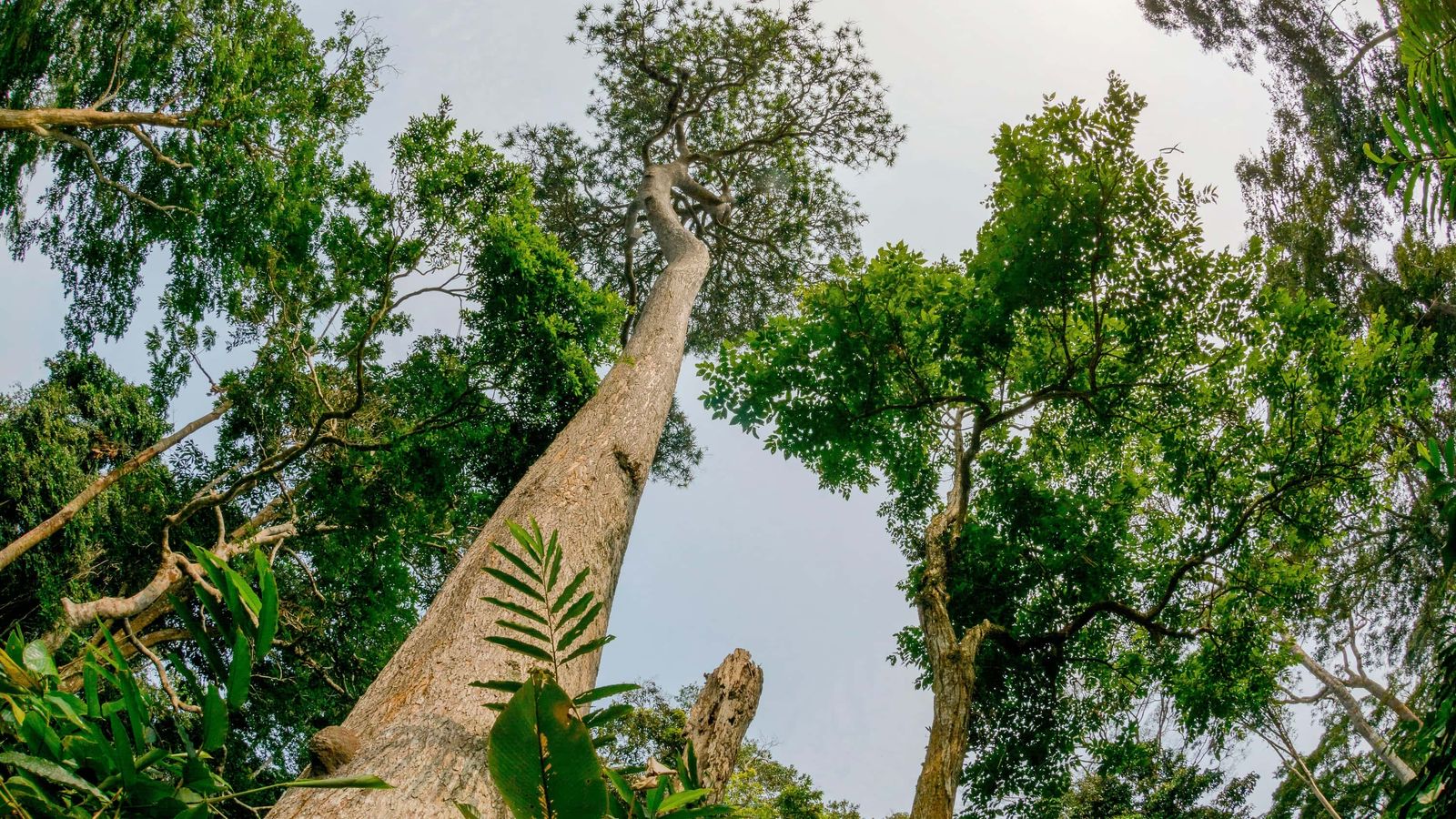 Metas de Biodiversidade da ONU: Progresso Lento para 2030