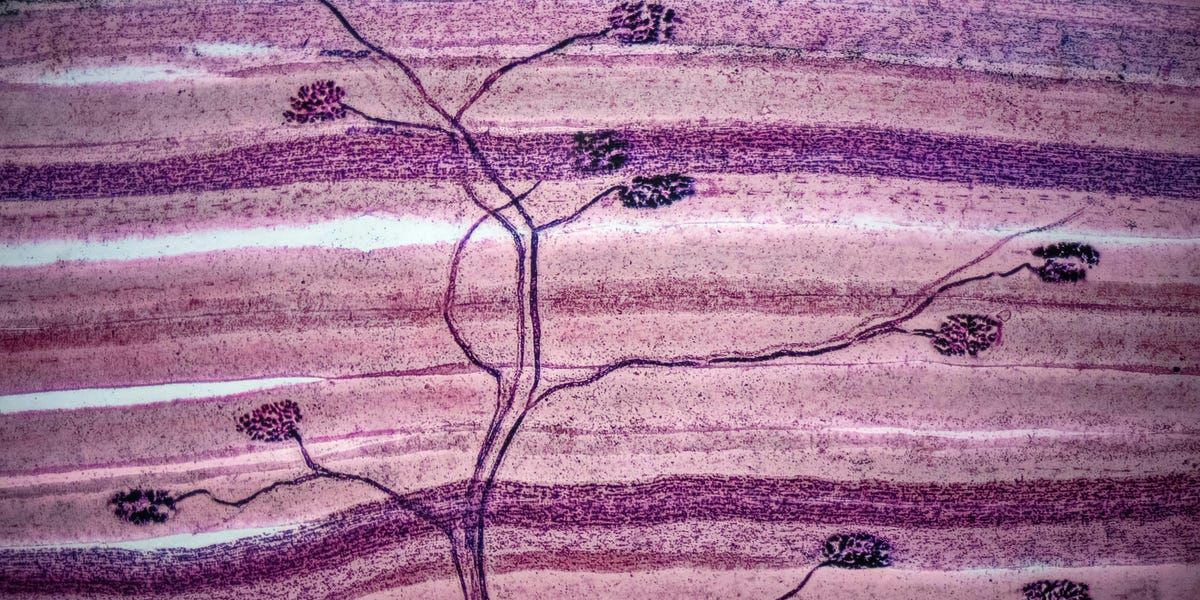 Nova teoria decifra 'pensamento' da IA e acende alerta de segurança