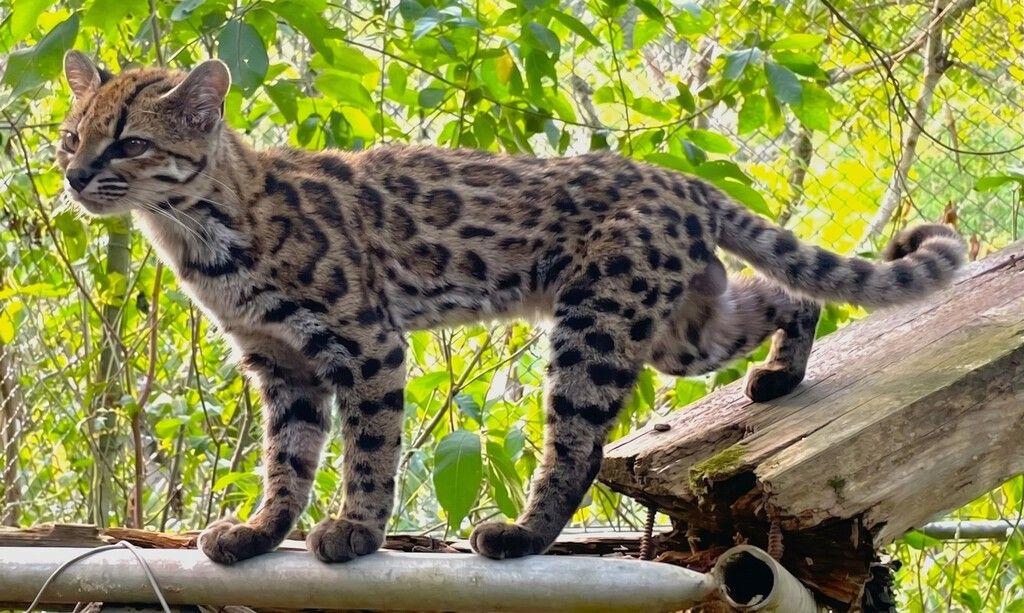 Biólogos descrevem nova e rara espécie de gato na Bolívia