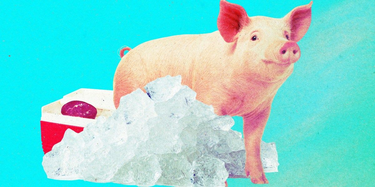 Cientistas revivem rins de porco congelados por um ano