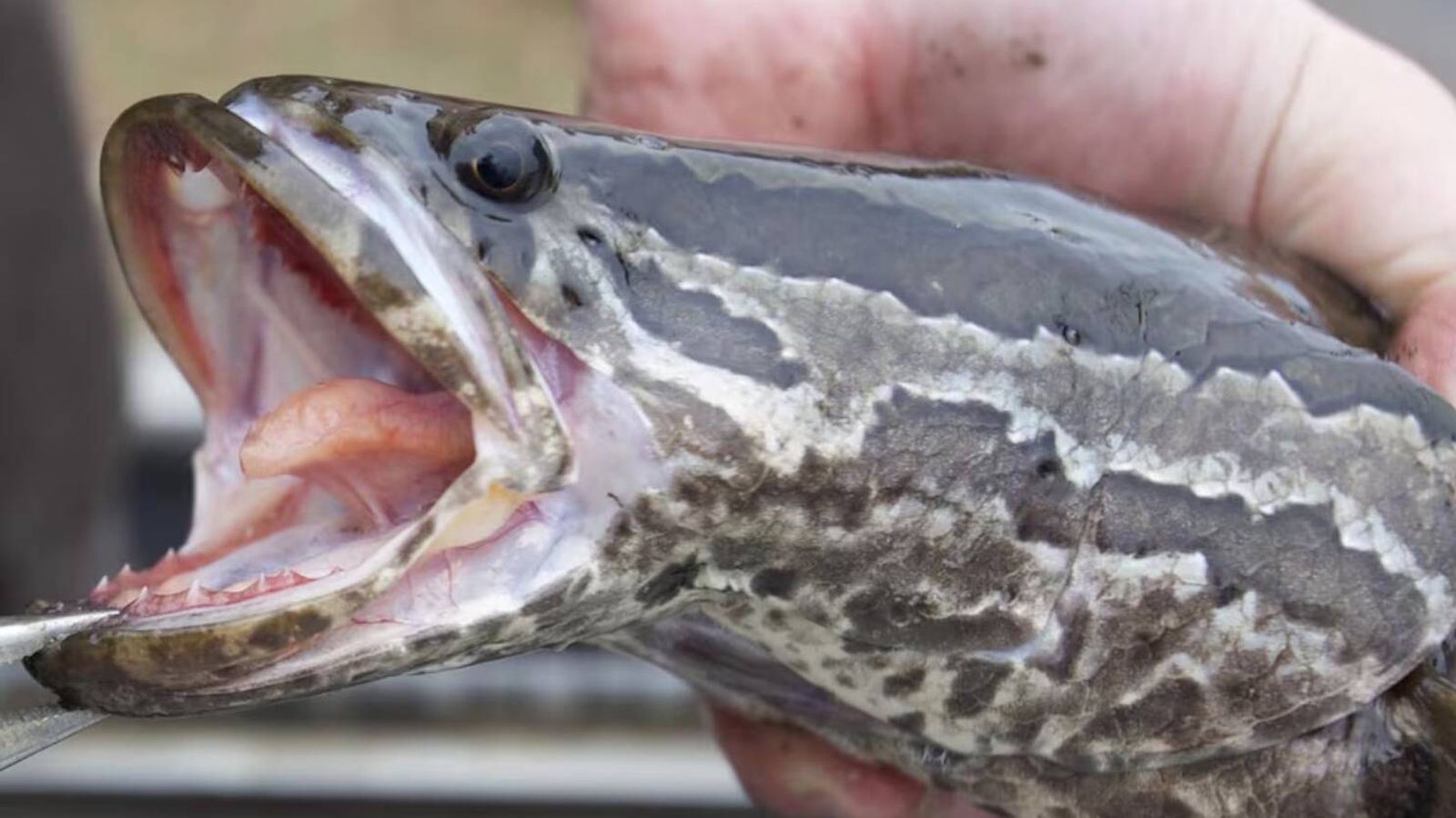 Peixe-cabeça-de-cobra: EUA pedem "cabeça" para conter invasor asiático