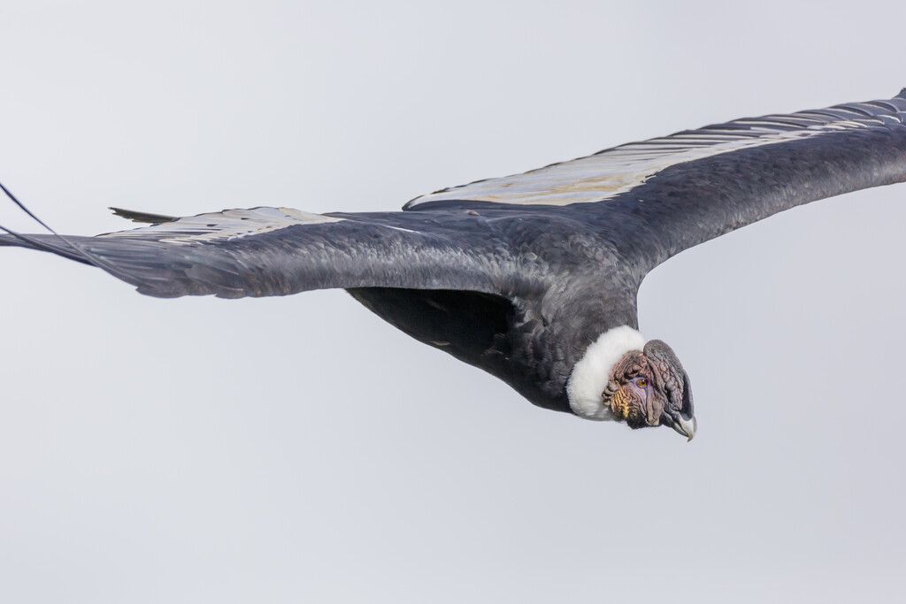 Condor-da-Califórnia: salvar uma espécie custa caro e gera conflitos
