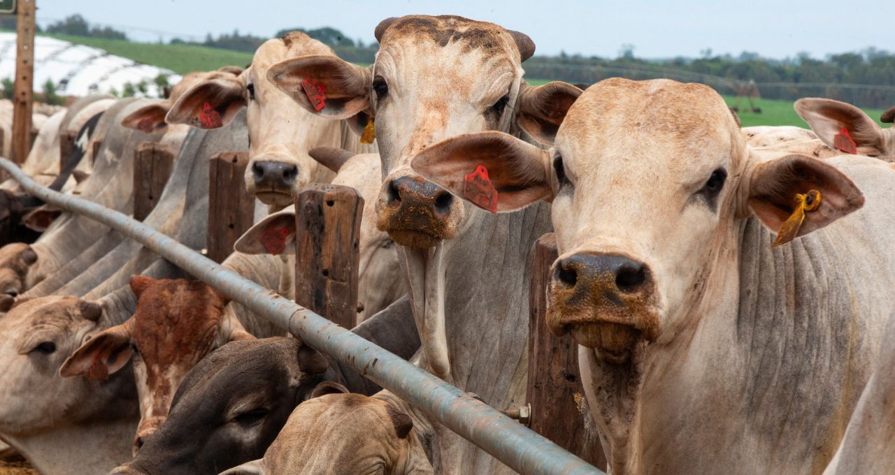 Carne brasileira ganha fôlego nos EUA. E a China?