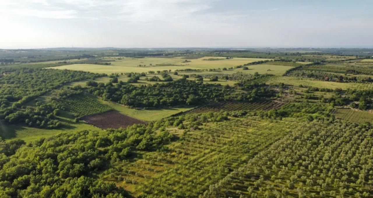 Safra recorde de grãos: Anbima lista 5 pontos para investidores de Fiagros