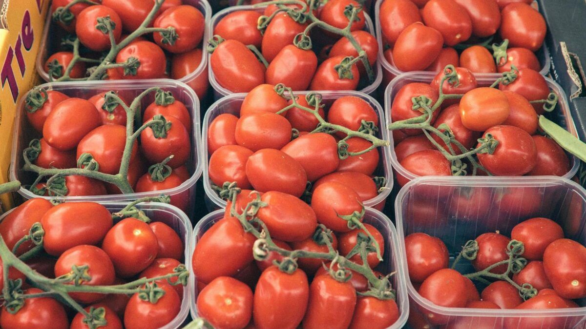 Tomate espanhol, a moeda de troca da Europa com o Marrocos