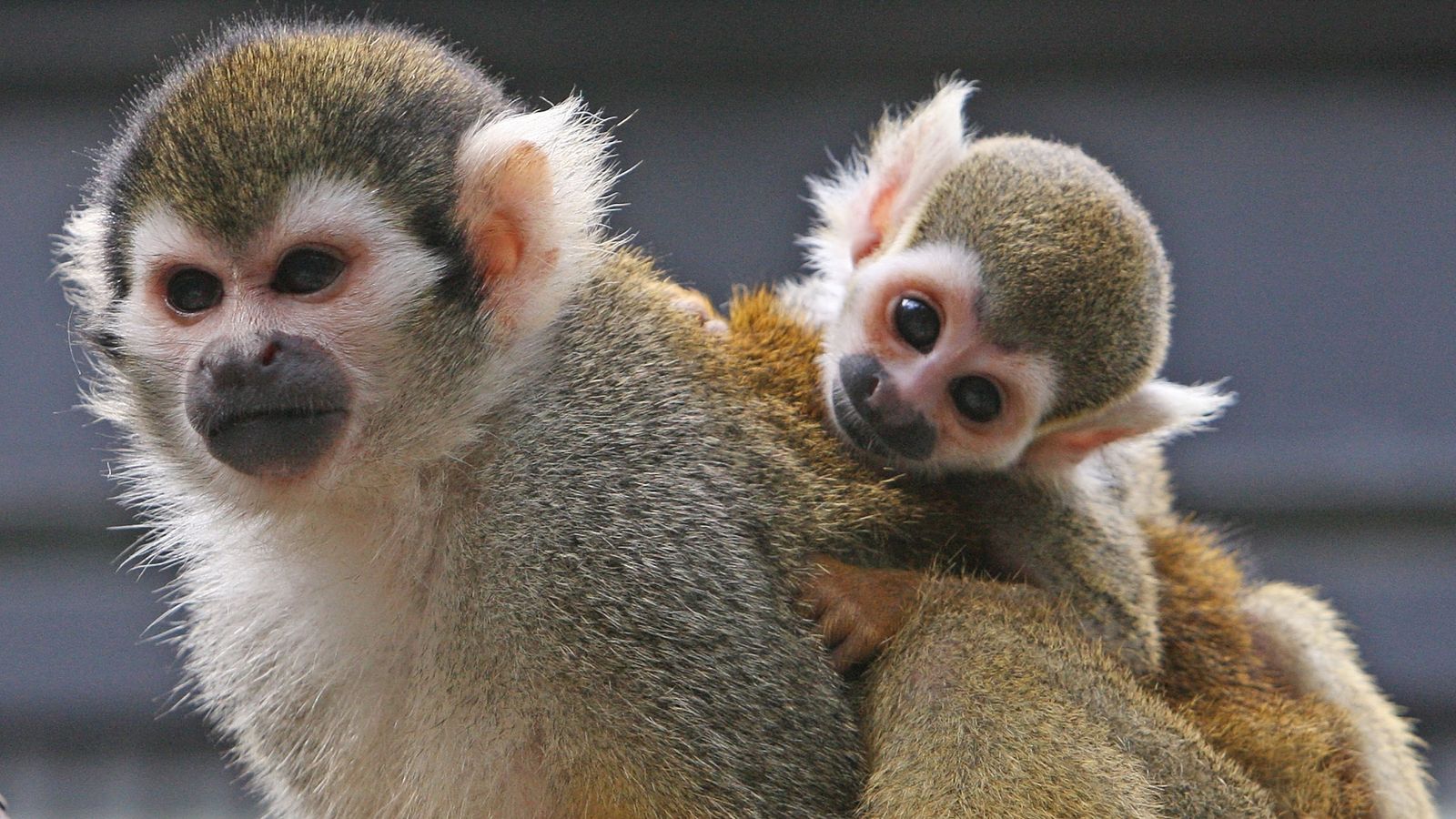 Parto humano não é o mais difícil do reino animal — revela novo estudo