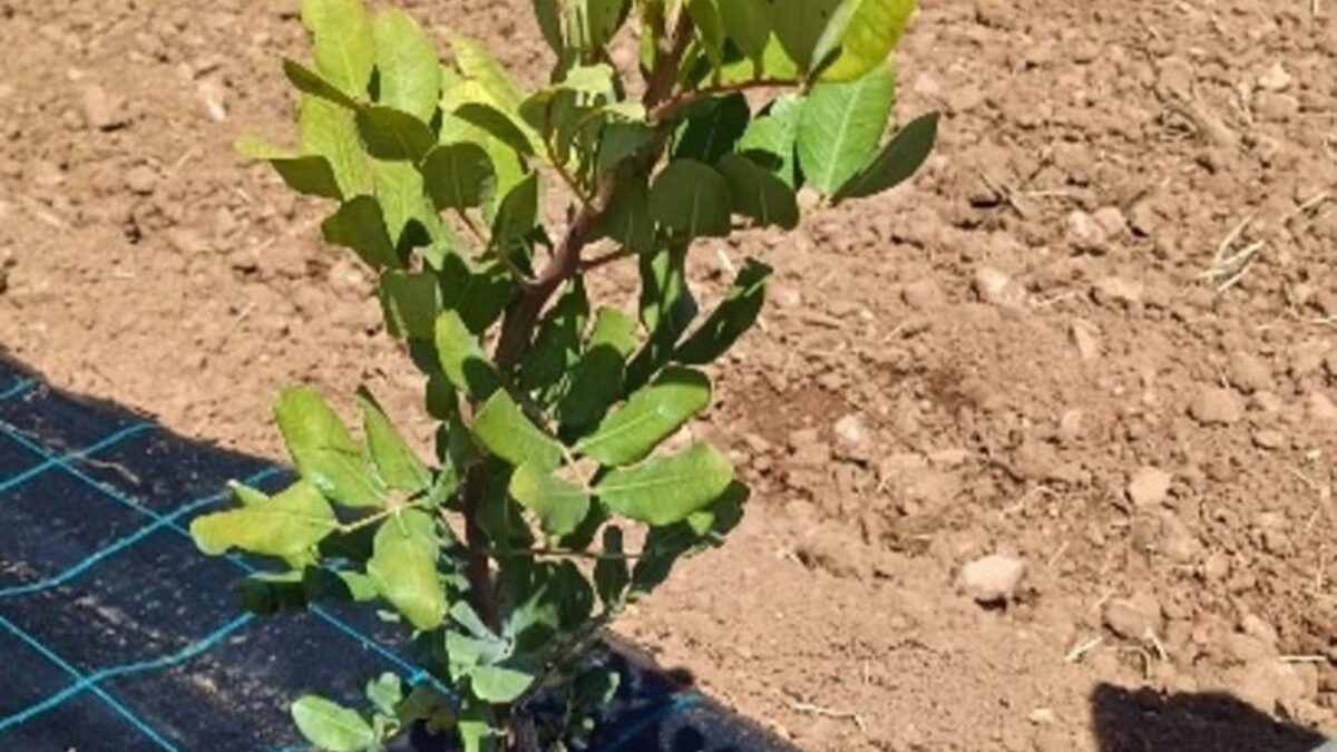 A alfarroba do futuro: a aposta genética da Espanha contra a seca