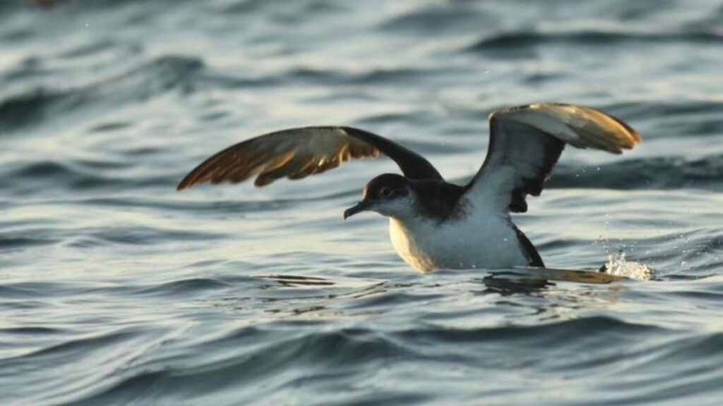 Aves sofrem 'jet lag' em longas viagens pelo Atlântico, diz Oxford
