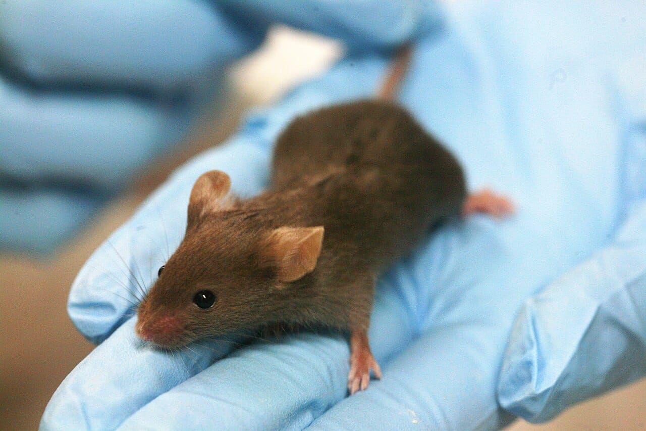 Estudo revela como uma única dose de cocaína altera o genoma de neurônios