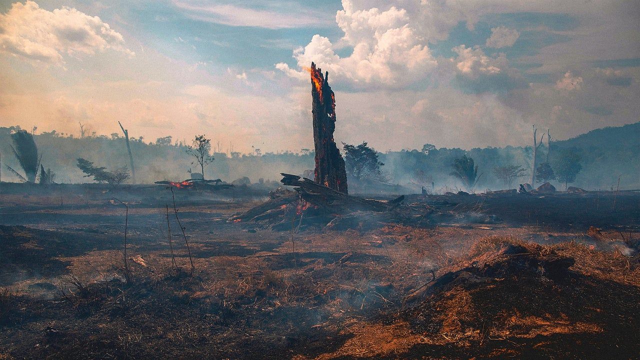 Amazônia emite mais carbono do que absorve, alerta estudo