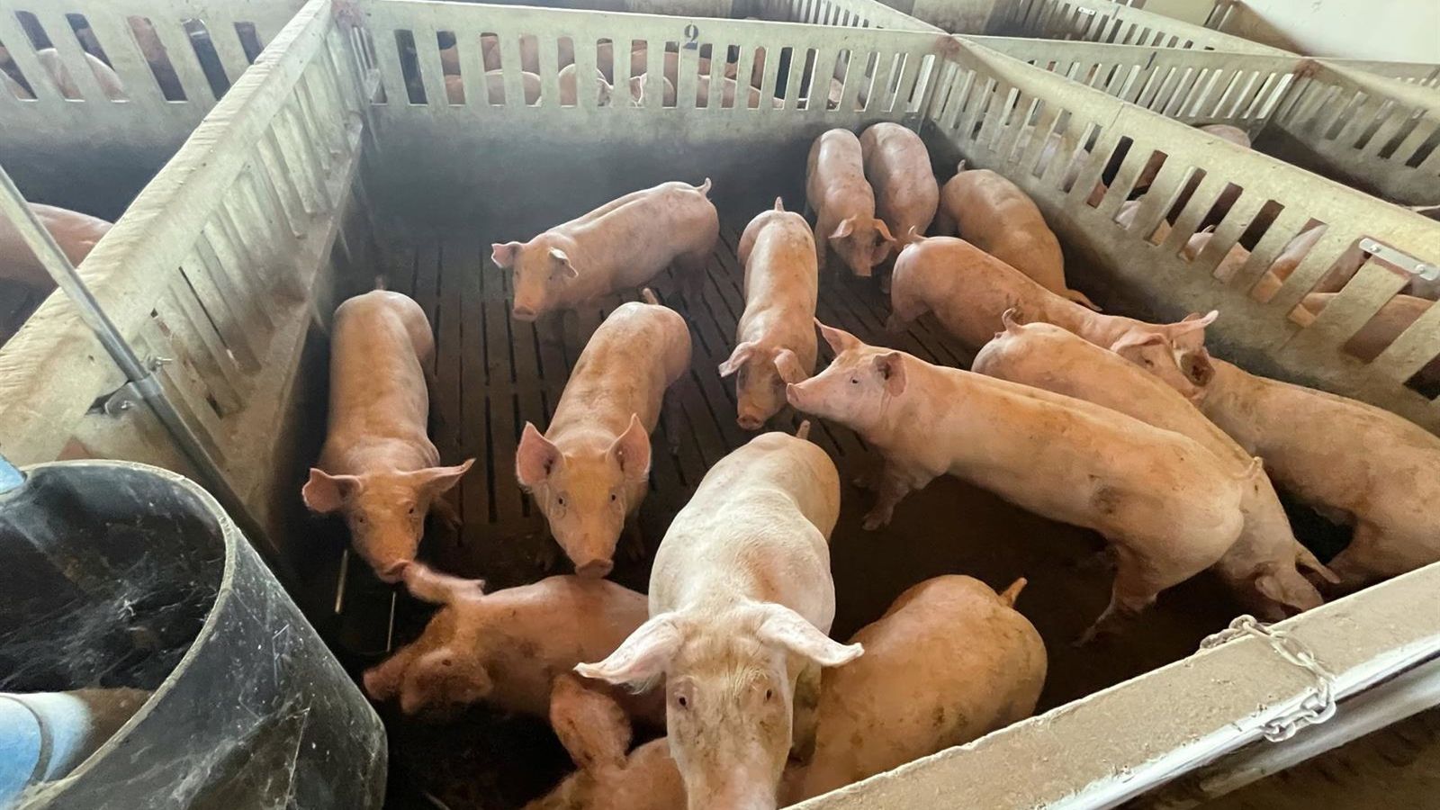 União Europeia lança estratégia para pecuária — mas produtores cobram orçamento