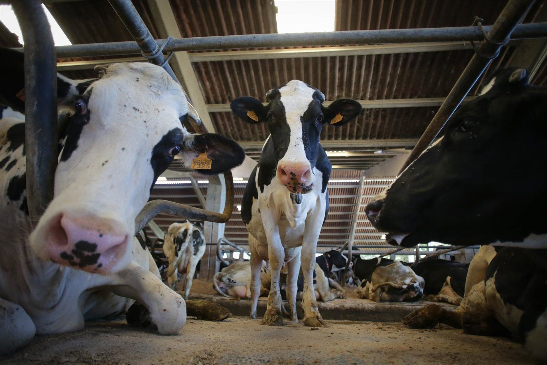 Comissão Europeia sinaliza mudança de rumo e reconhece valor estratégico da pecuária