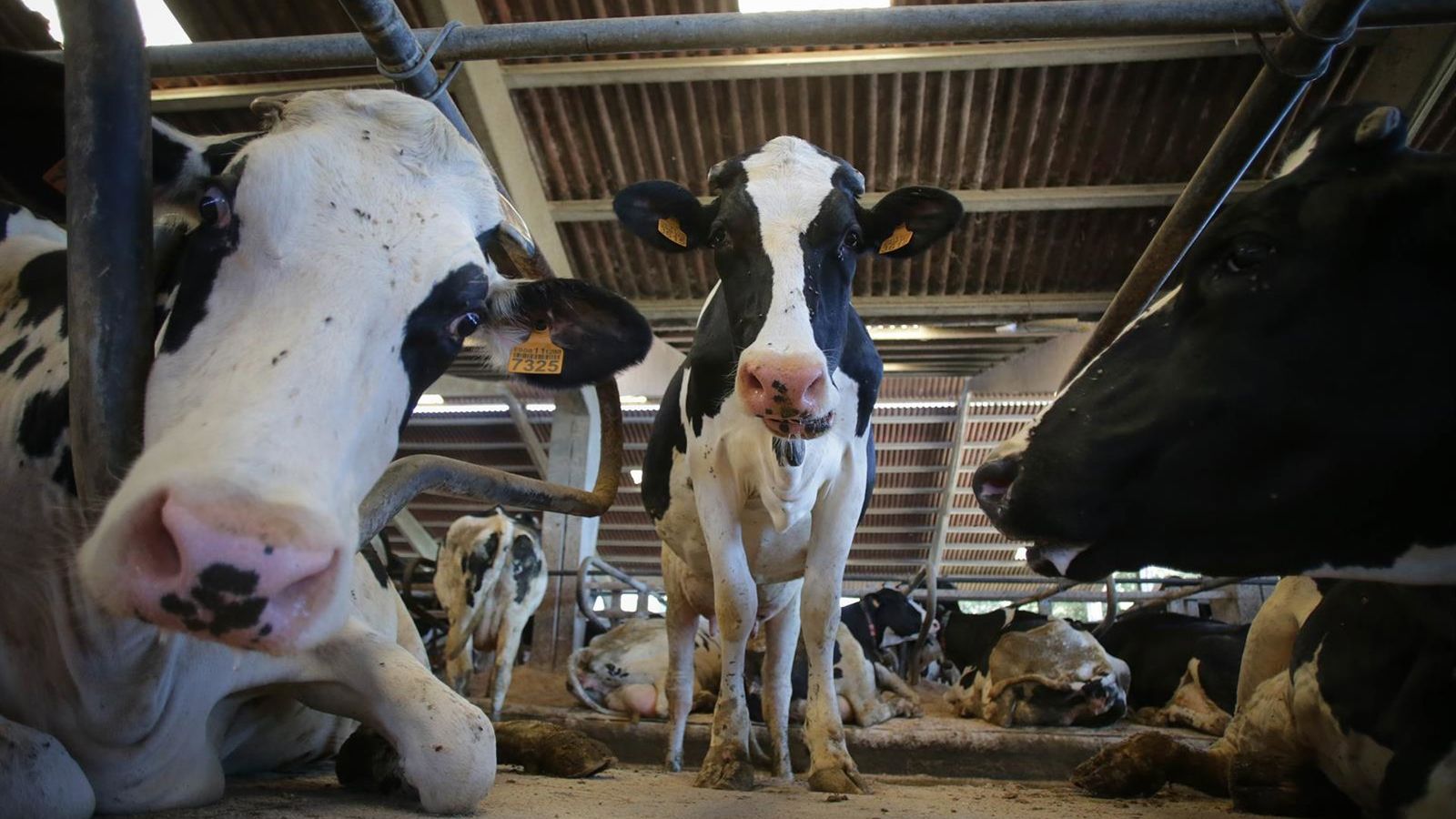 Comissão Europeia sinaliza mudança de rumo e reconhece valor estratégico da pecuária