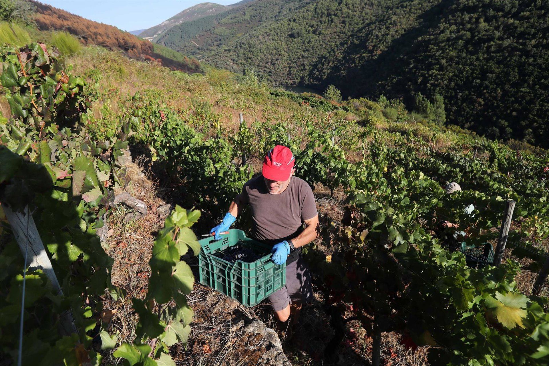 Galícia colhe safra recorde de uvas: 78,5 milhões de quilos