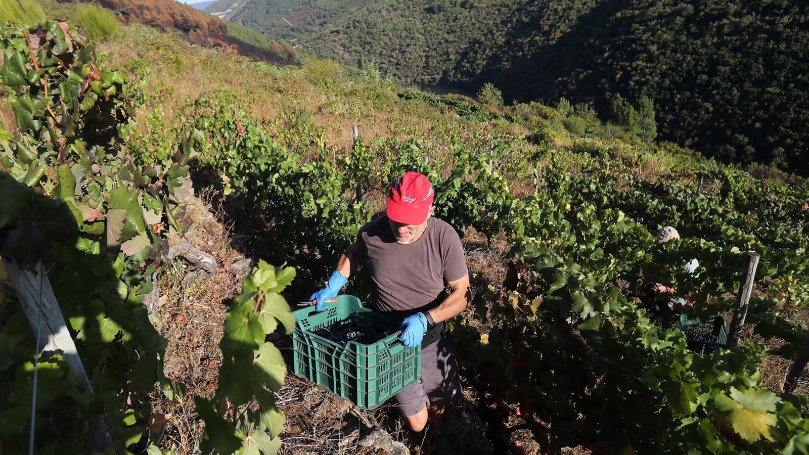 Galícia colhe safra recorde de uvas: 78,5 milhões de quilos