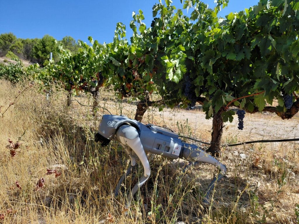 Robô-cão com IA mapeia vinhedos e colheitas na Espanha