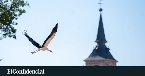 O pássaro voa, o parasita fica: uma nova visão sobre zoonoses