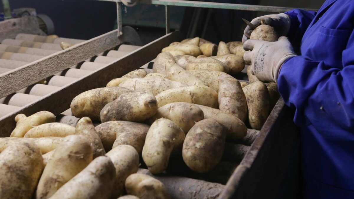 Produção de batatas na Espanha tem queda de 7,7% em 2026 com seca