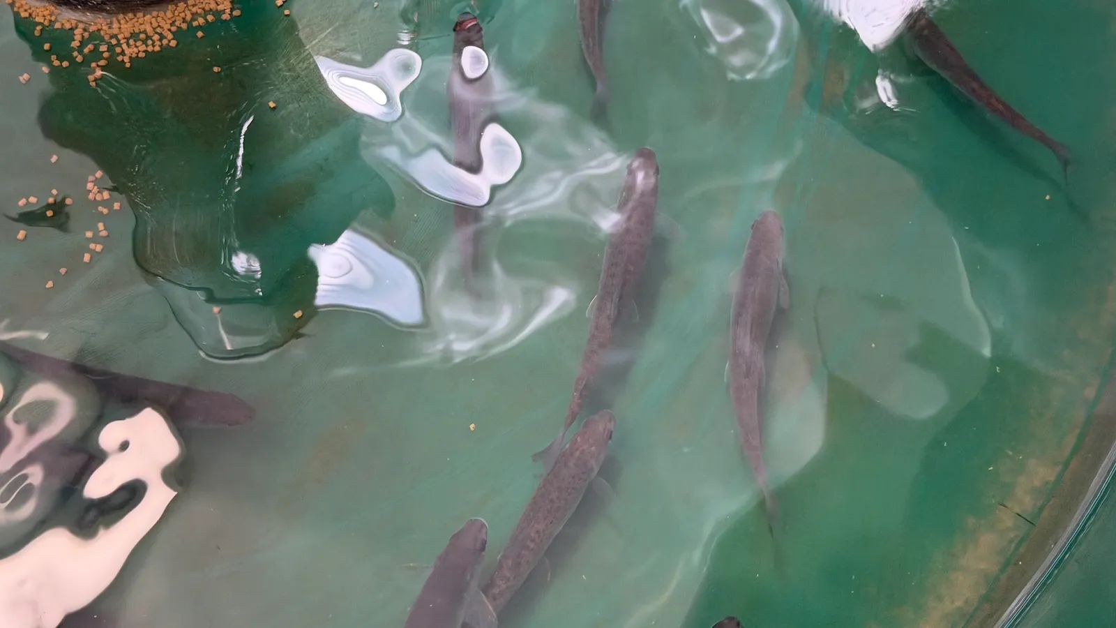 Tribos de Michigan buscam reviver o Arctic grayling após 100 anos