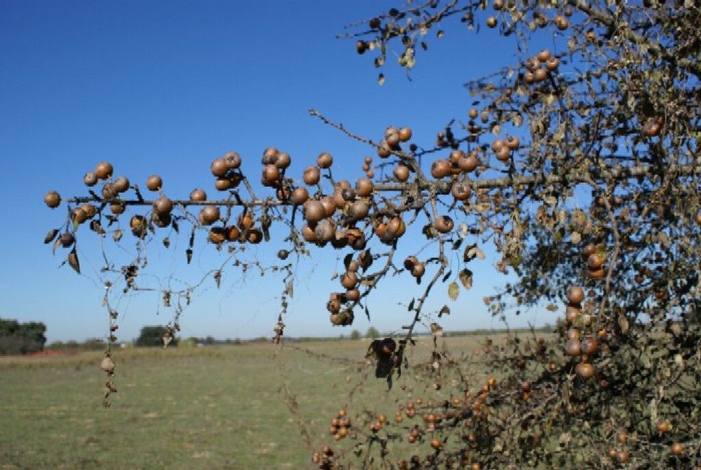 Doñana: a proteção que extingue árvores
