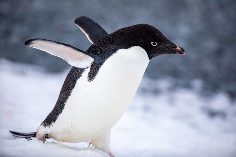 Flatpak-NG ameaça compatibilidade de distribuições Linux sem systemd