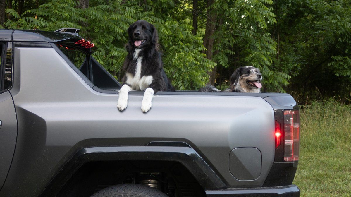Mil cavalos de potência para passear com o cão