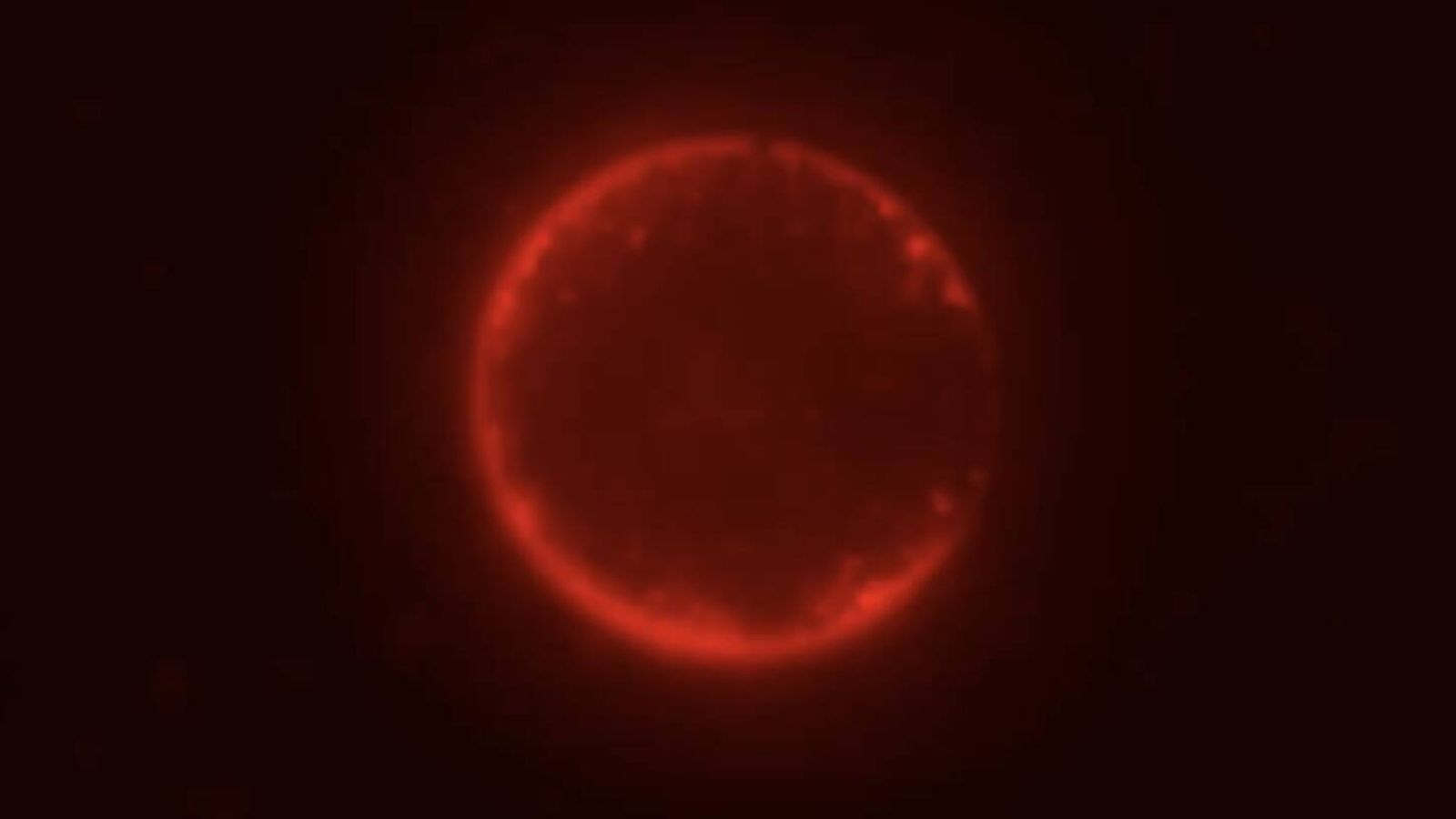 Cientistas criam SpudCell — a primeira célula sintética capaz de se alimentar e replicar