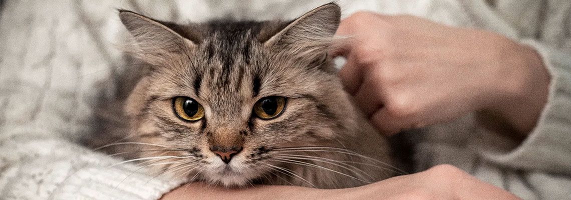 Biotecnologia: Clonagem e Criogenia para Pets Viram Mercado