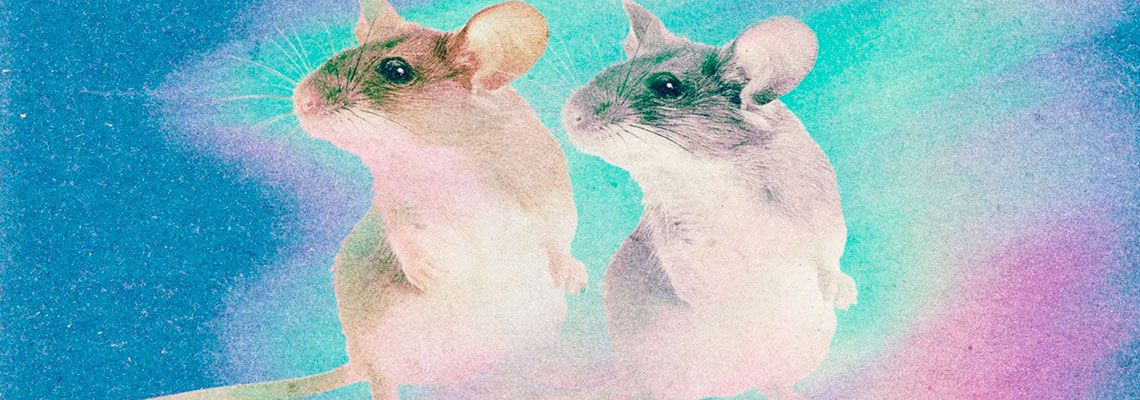 A clonagem está de volta: entre a arca de Noé e o pesadelo ético