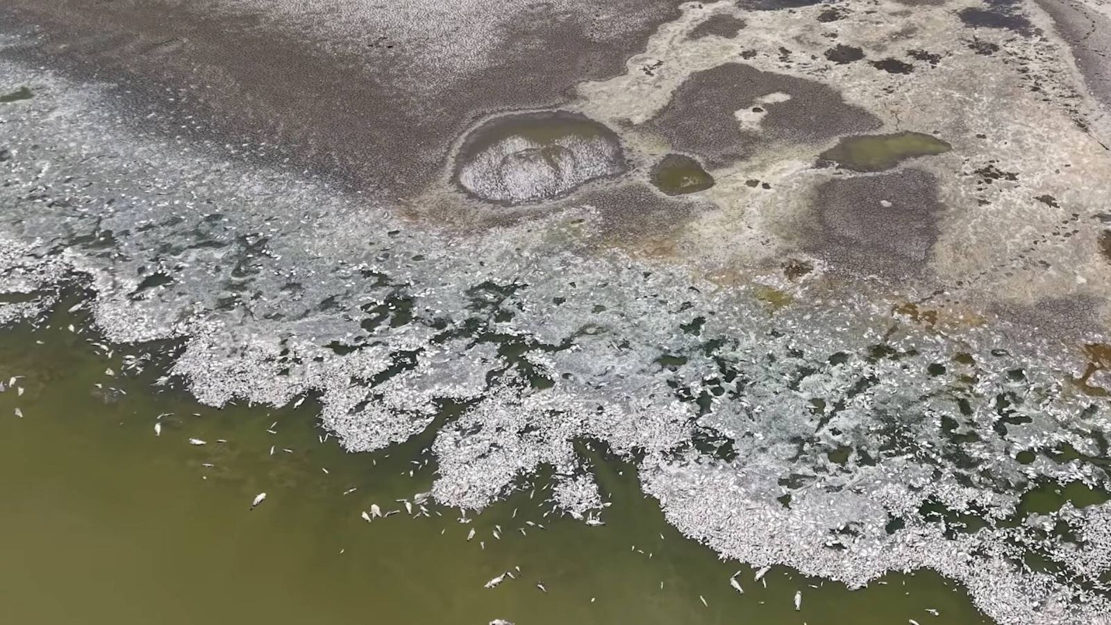 Lago San Carlos fecha após colapso ecológico dizimar fauna aquática no Arizona