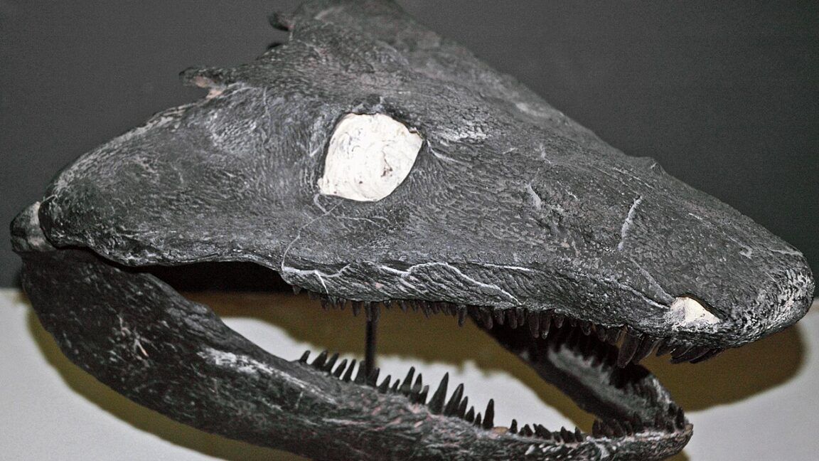 Primeiros vertebrados terrestres pulavam fase de girino — indica estudo