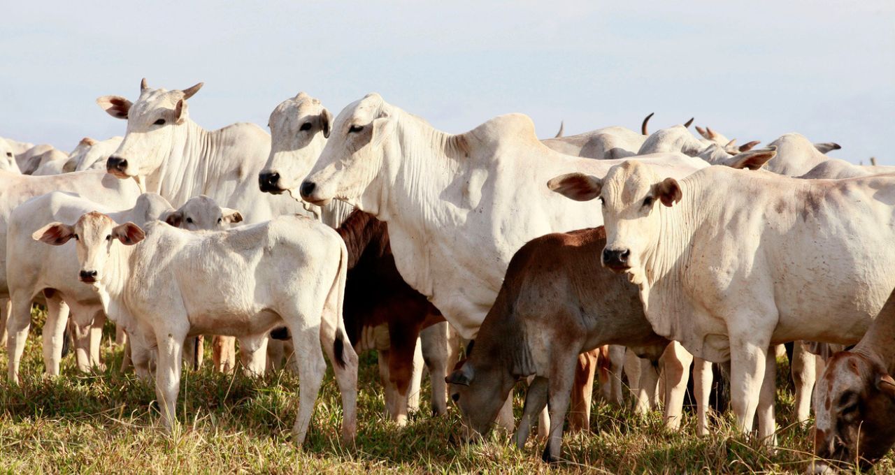 Esgotamento de cota chinesa pressiona preços do boi no curto prazo