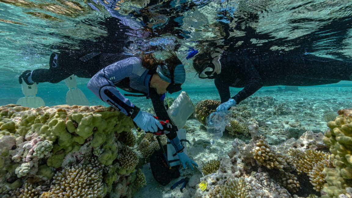 Ecossistemas restaurados podem proteger atóis contra elevação do mar