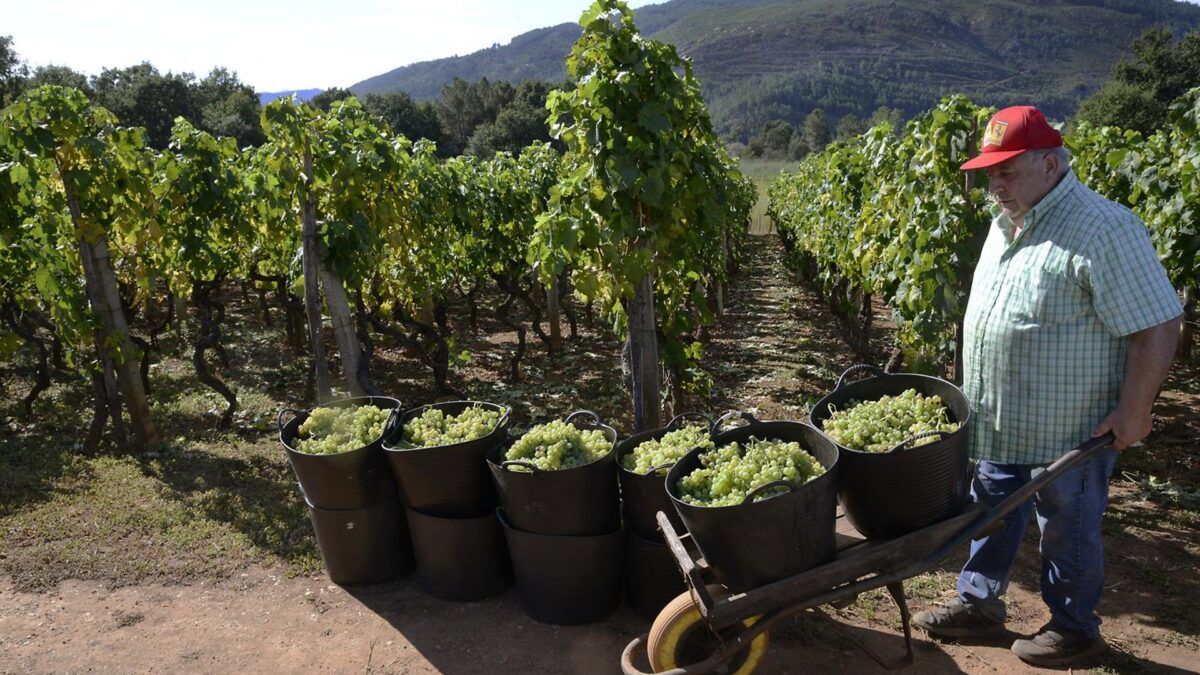 Viticultores galegos vendem uvas abaixo do custo e pedem preço de referência