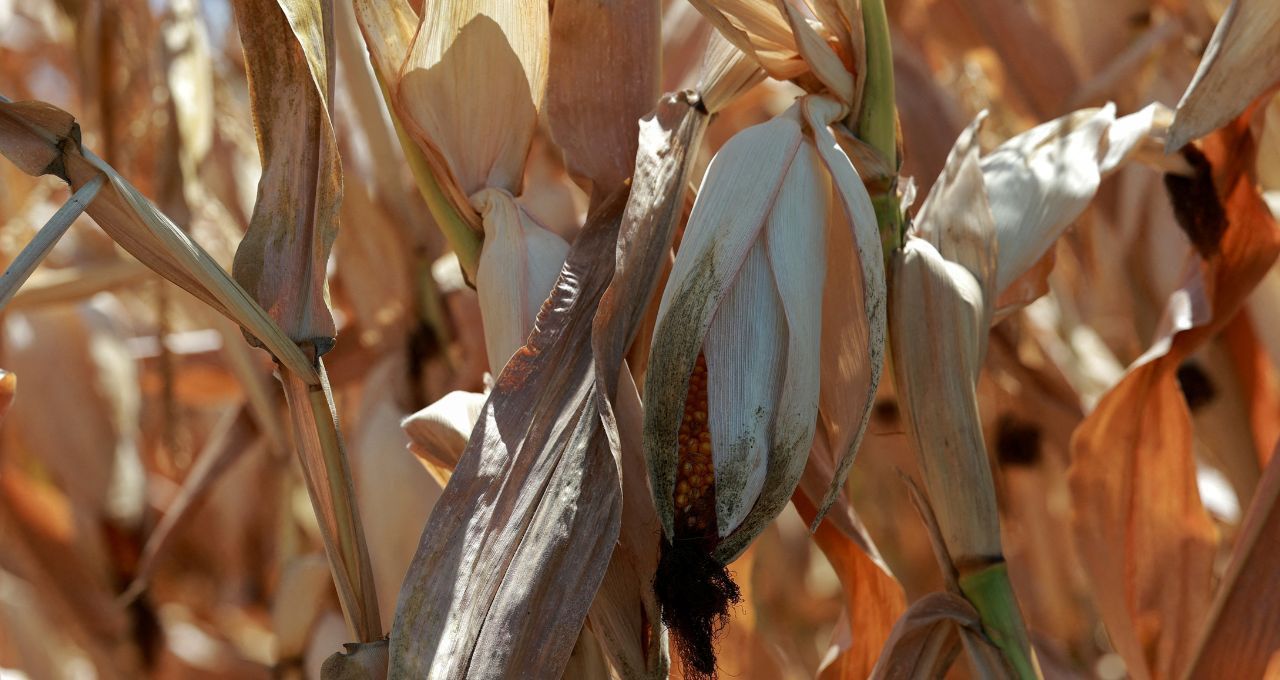 França vê safras derreterem sob calor recorde