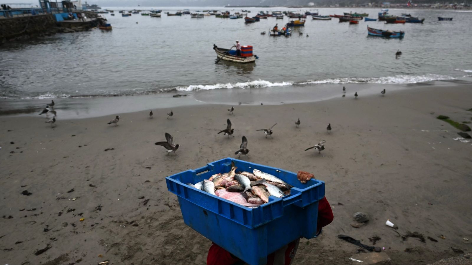 El Niño altera rotas de pesca no Pacífico — e cria vencedores e perdedores