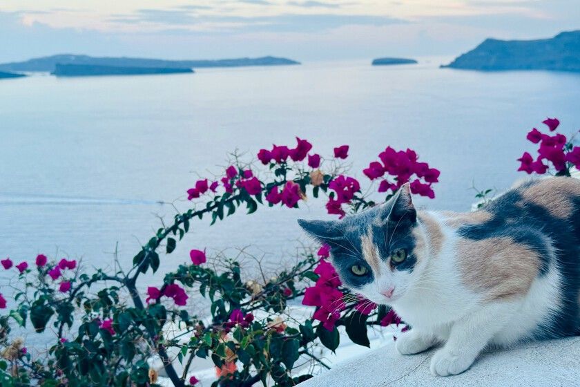 A ilha dos gatos: um paraíso com expediente