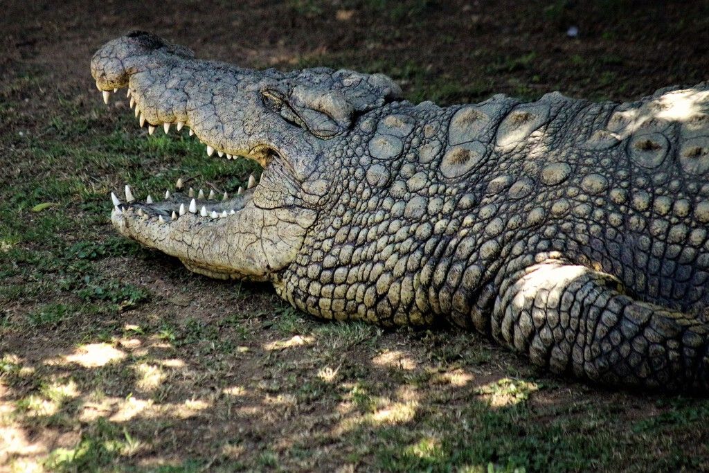 Crocodilos marinhos usam correntes para 'surfar' 590 km no oceano