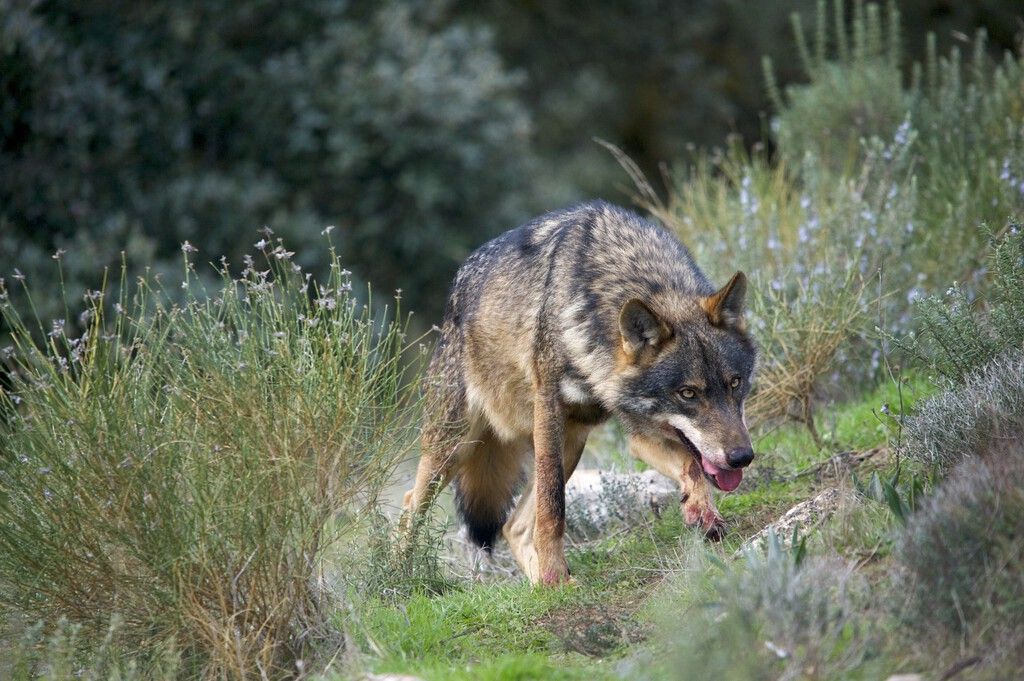 Comunidades espanholas desafiam governo e pedem fim da proteção rígida ao lobo