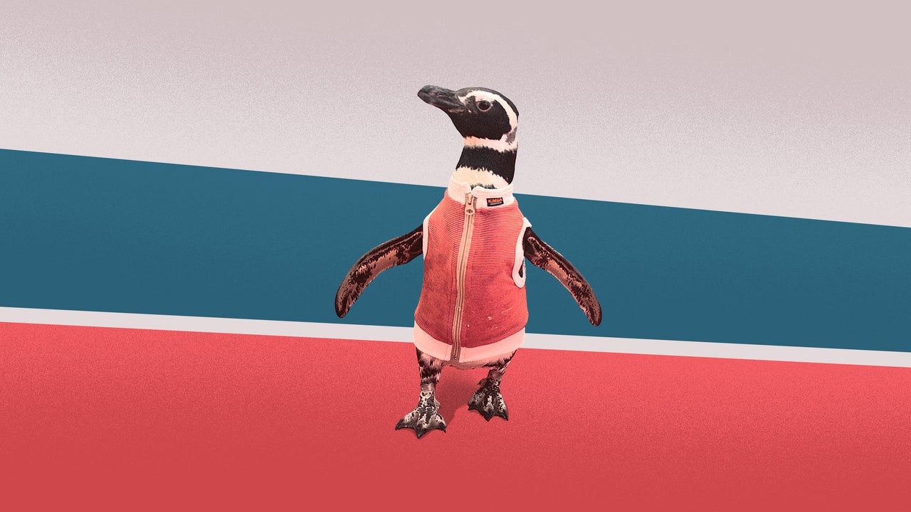 Colete antimicrobiano: um respiro para pinguins ameaçados