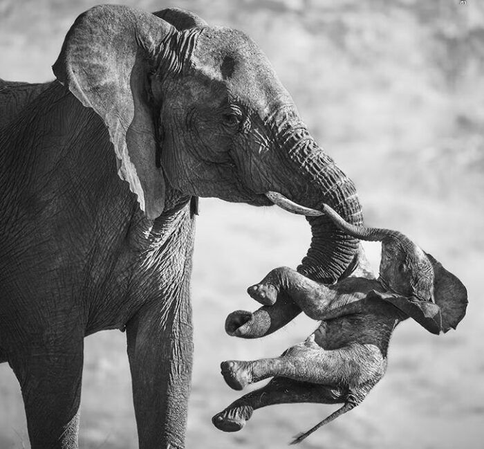 Fotografia de elefante consolida arte e alerta ambiental