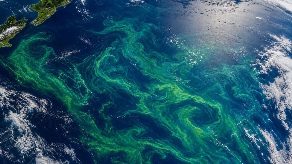 Mancha verde gigante no Pacífico: fitoplâncton em festa nas ilhas Chatham