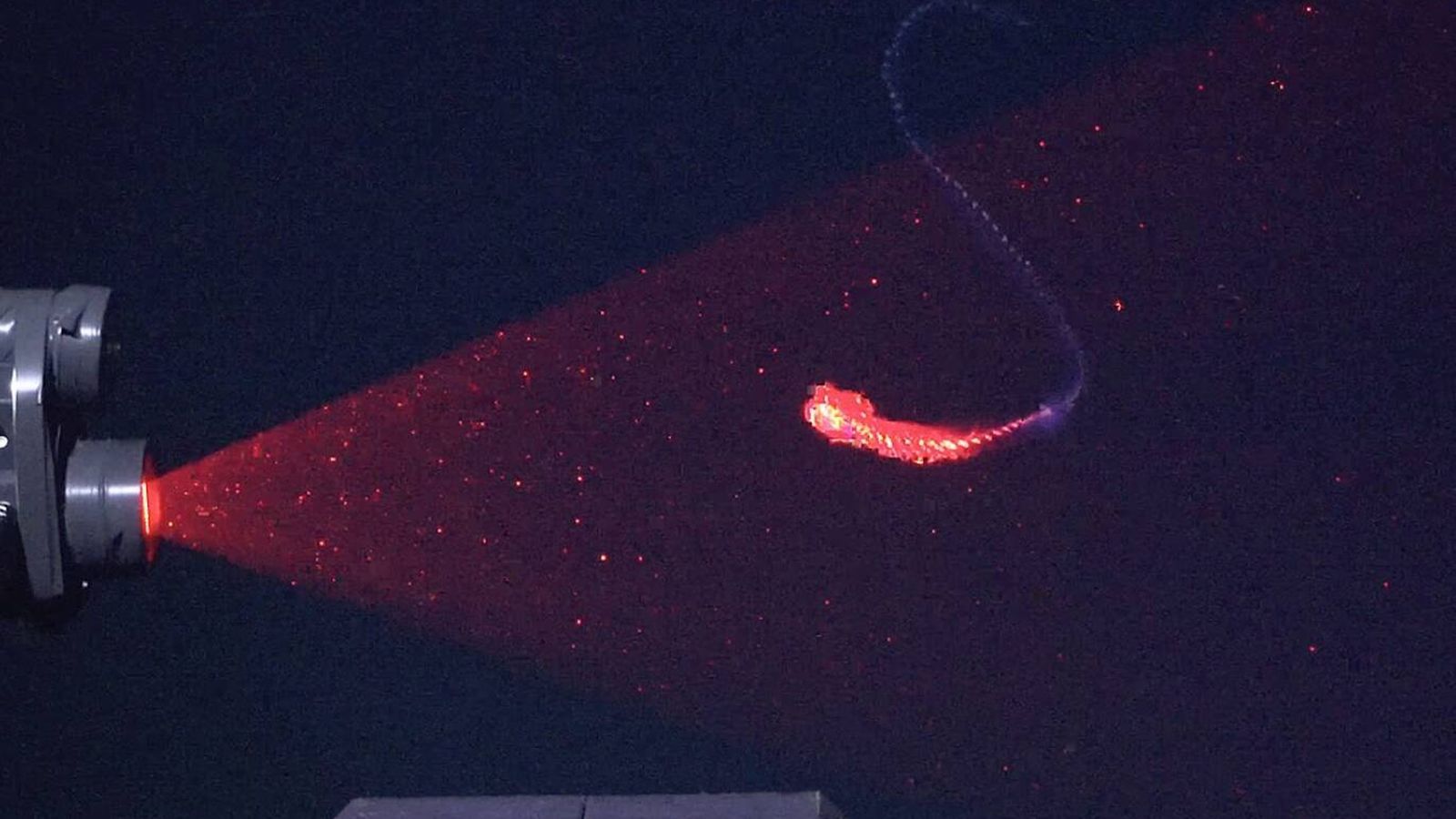 Tecnologia a laser revela 31 novas espécies marinhas na costa brasileira